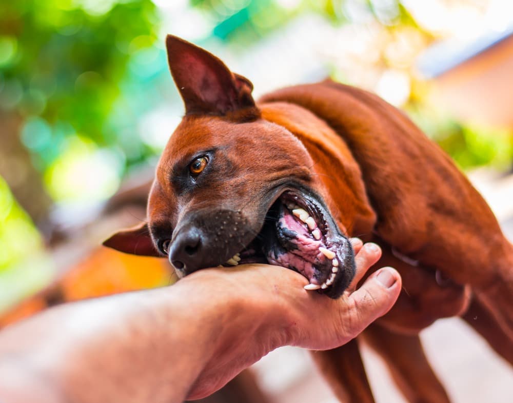 Dog Bites